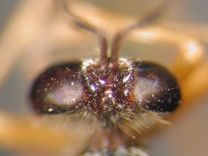 Dioctria flavipennis - head - dorsal
