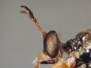 Dioctria flavipennis - head - lateral