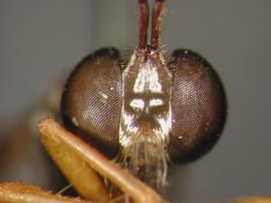Dioctria flavipennis - head - frontal