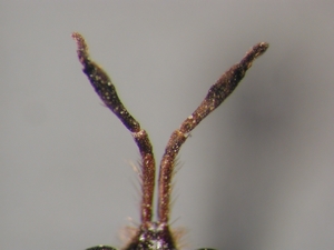 Dioctria flavipennis - Antenna