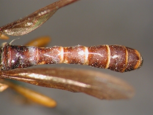Dioctria flavipennis - Abdomen - dorsal