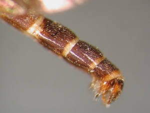 Dioctria flavipennis - Abdomen - lateral