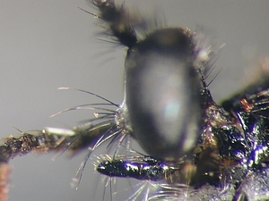 Dioctria harcyniae - female