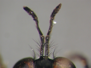 Dioctria harcyniae - Antenne