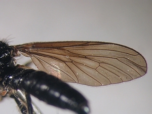 Dioctria harcyniae - Flügel