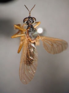Dioctria humeralis - Weibchen