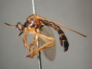 Dioctria humeralis - female