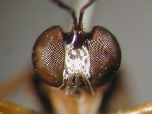 Dioctria humeralis - head - frontal