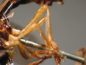 Dioctria humeralis - Hind leg