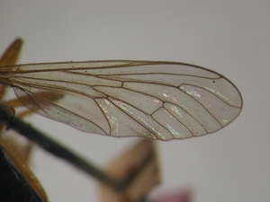 Dioctria humeralis - Flügel
