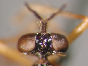 Dioctria humeralis - head - dorsal