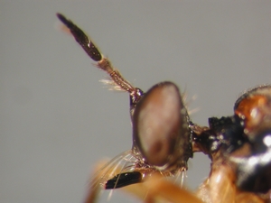 Dioctria humeralis - head - lateral