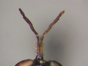 Dioctria humeralis - Antenna