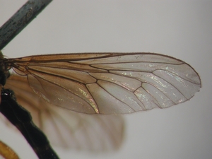Dioctria humeralis - Wing
