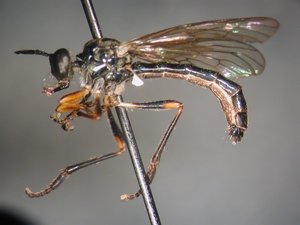 Dioctria hyalipennis - Männchen
