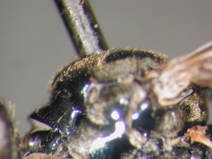 Dioctria hyalipennis - Scutum - lateral