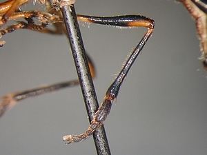 Dioctria hyalipennis - Hind leg