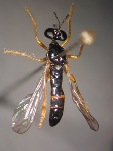 Dioctria lateralis - Weibchen
