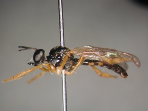 Dioctria lateralis - lateral
