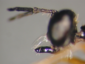Dioctria lateralis - head - lateral