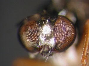 Dioctria lateralis - head - frontal