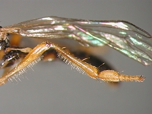 Dioctria lateralis - Weibchen