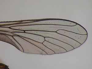 Dioctria lateralis - Wing