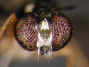 Dioctria lateralis - head - frontal