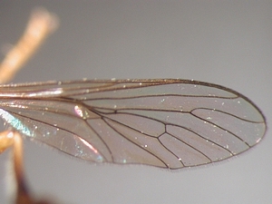 Dioctria lateralis - Wing