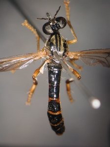 Dioctria linearis - female