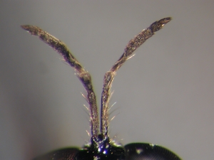 Dioctria linearis - Männchen