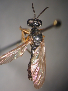 Dioctria longicornis - Weibchen