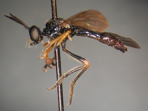 Dioctria longicornis - lateral