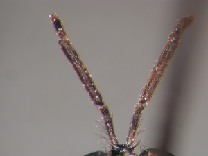 Dioctria longicornis - Antenna