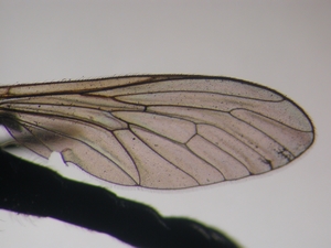 Dioctria longicornis - Wing