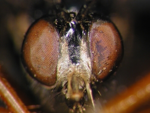 Fig. 5: Dioctria oelandica: Head frontal
