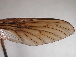 Abb. 6: Dioctria oelandica: Flügel