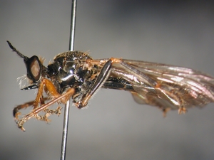 Dioctria rufipes - lateral