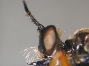 Dioctria rufipes - head - lateral