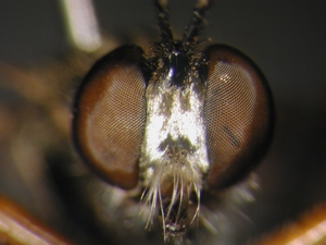 Dioctria rufipes - Weibchen