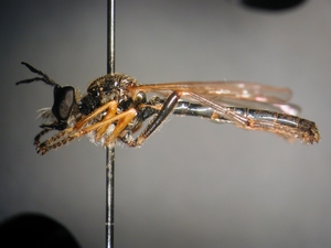 Dioctria rufipes - lateral