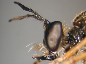 Dioctria rufipes - head - lateral
