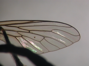 Fig. 8: Dioctria rufipes: Wing