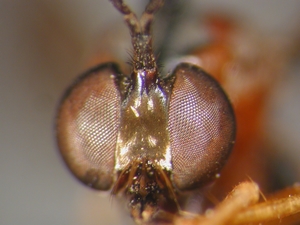 Dioctria rufithorax - head - frontal