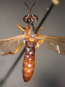 Dioctria rufithorax - dorsal