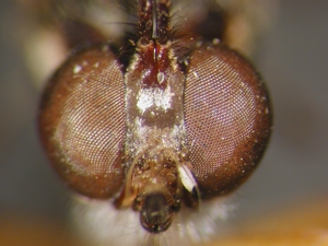 Dioctria sudetica - Männchen