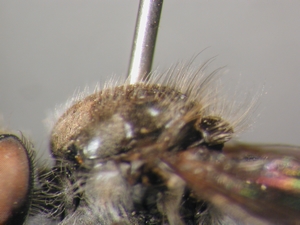 Holopogon fumipennis - Thorax - lateral