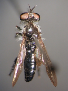 Holopogon fumipennis - dorsal
