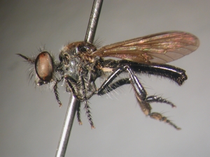Holopogon fumipennis: lateral