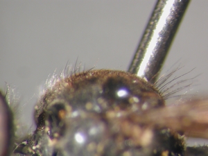 Holopogon fumipennis: Thorax lateral